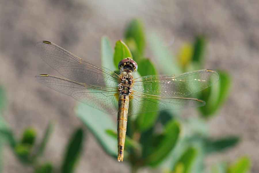 Libellula zona costiera da ID: